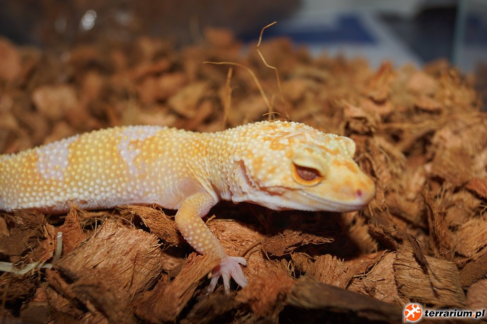 Tangerine Tremper Albino