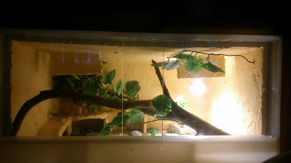 terrarium