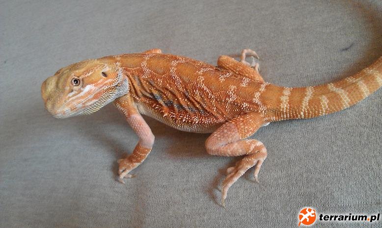 Fifka
