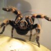Brachypelma smithi
