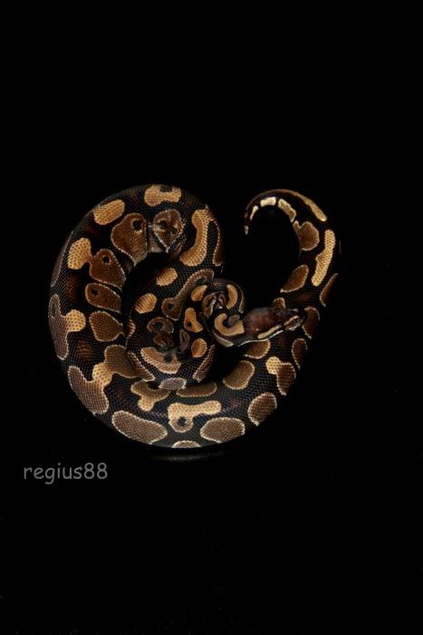 0.1 2012 het. Albino 750g 0.1 2012 het. Albino 750g