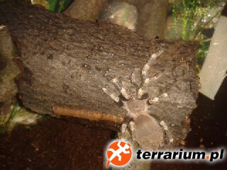 Nhandu chromatus
