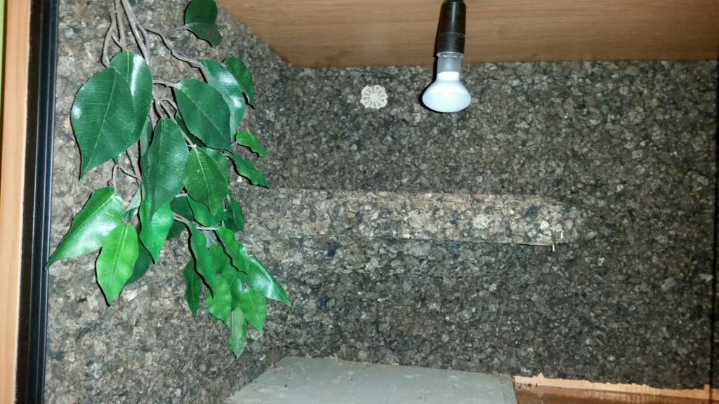 Terrarium1