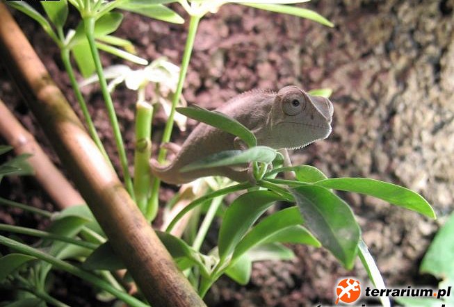 Furcifer pardalis