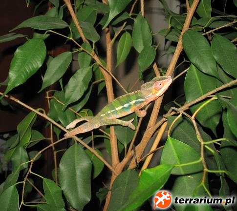 Furcifer pardalis