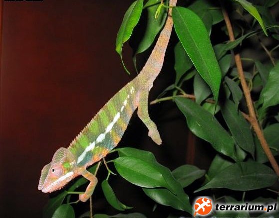 Furcifer pardalis