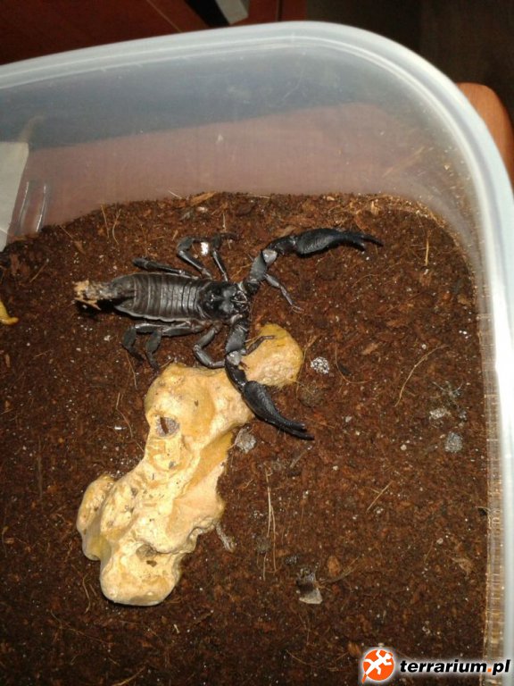 H.Petersii