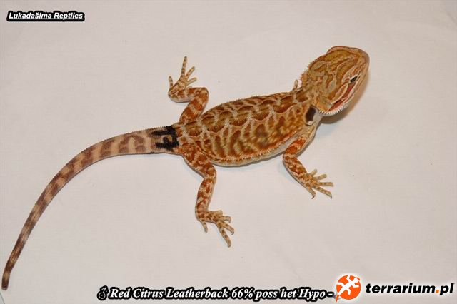 17. Citrus Red Leatherback Ph Hypo P1240020