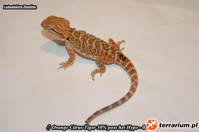 02. 1.0 Orange Citrus Tiger 50% poss Het Hypo P1240027