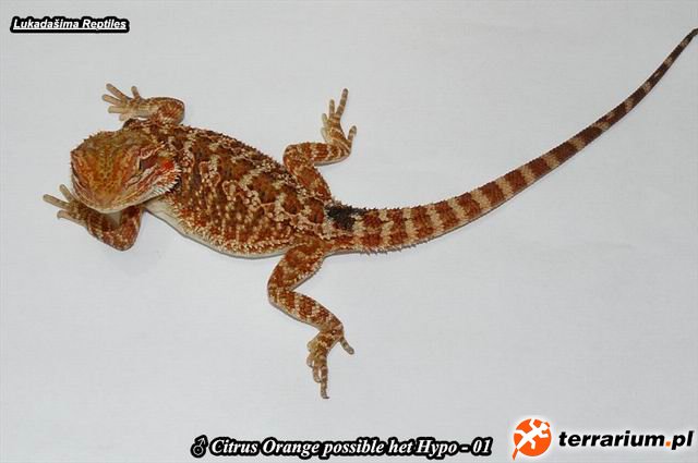 01. Orange Citrus 50% poss Het Hypo P1230702