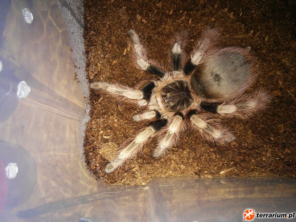 coloratovillosus