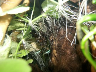 Brotia pagodula