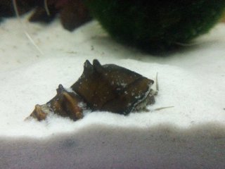 Brotia pagodula