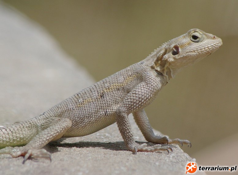 Agama w środowisku naturalnym (Gambia)
