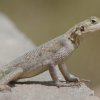 Agama w środowisku naturalnym (Gambia)