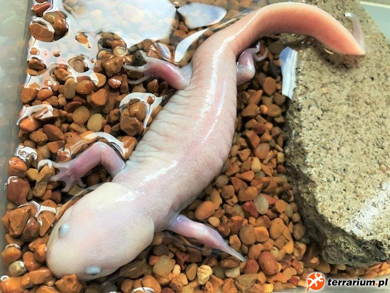 Ambystoma mexicanum adult salamander