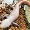 Ambystoma mexicanum adult salamander