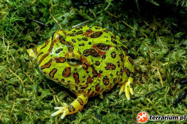 Ceratophrys ornata