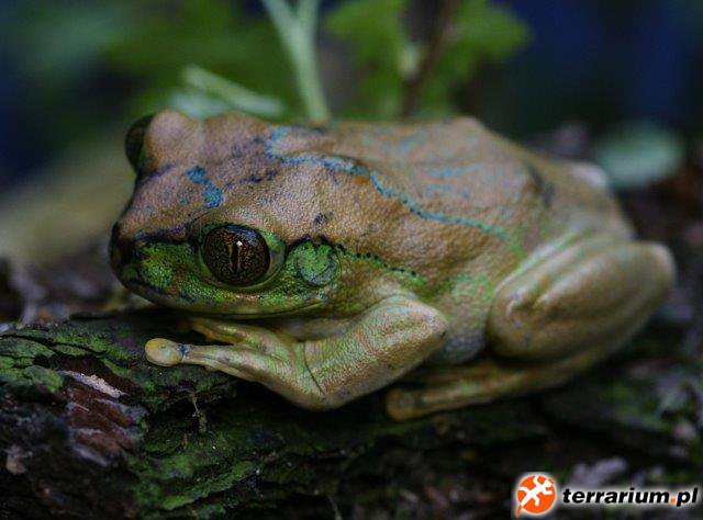 Yellow Spotted Big Eye Tree Frog - female