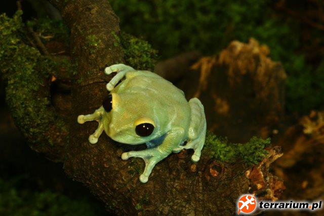Blue Big Eye Tree Frog