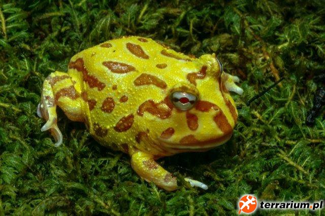 Ceratophrys cranwelli