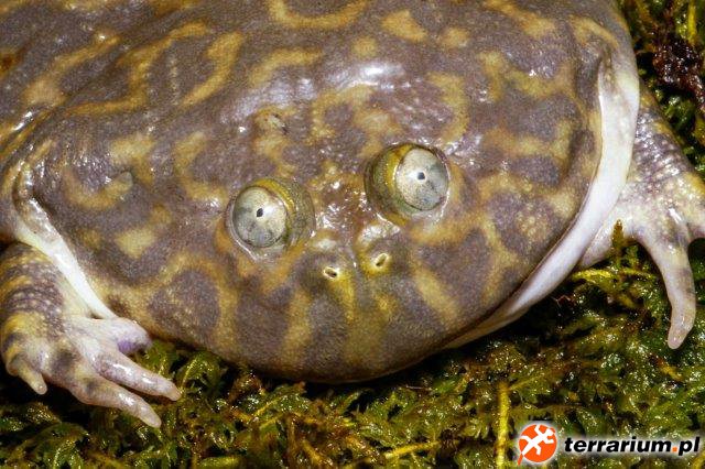Lepidobatrachus laevis 2
