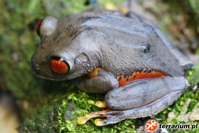 Parker's Big Eye Tree Frog - female