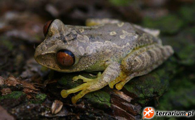 Parker's Big Eye Tree Frog - male