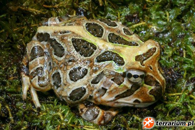 Ceratophrys stolzmani