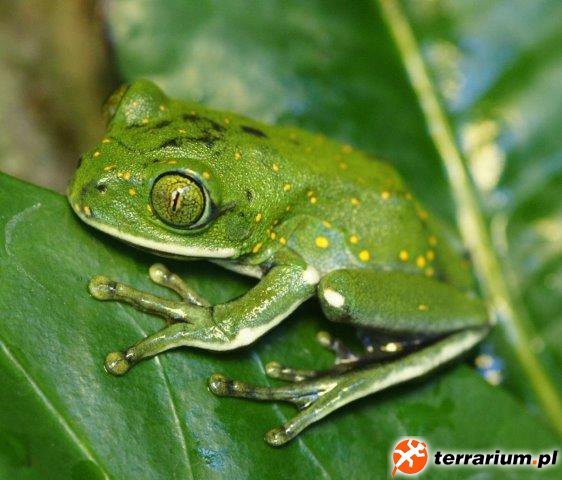 Yellow Spotted Big Eye Tree Frog - male