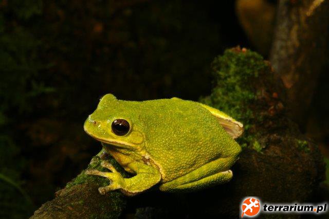 Barking Tree Frog