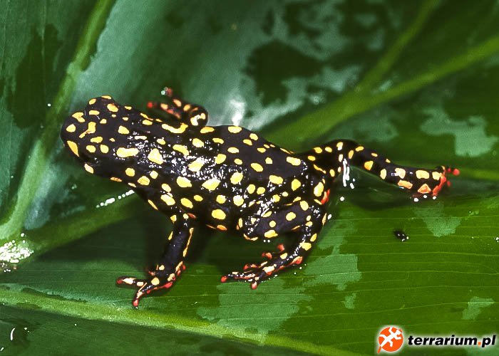 Melanophryniscus fulvoguttatus