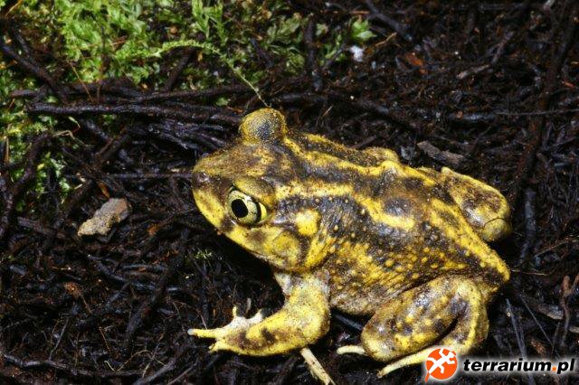 Couch's Spadefoot