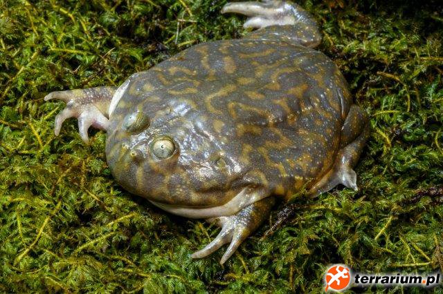 Lepidobatrachus laevis