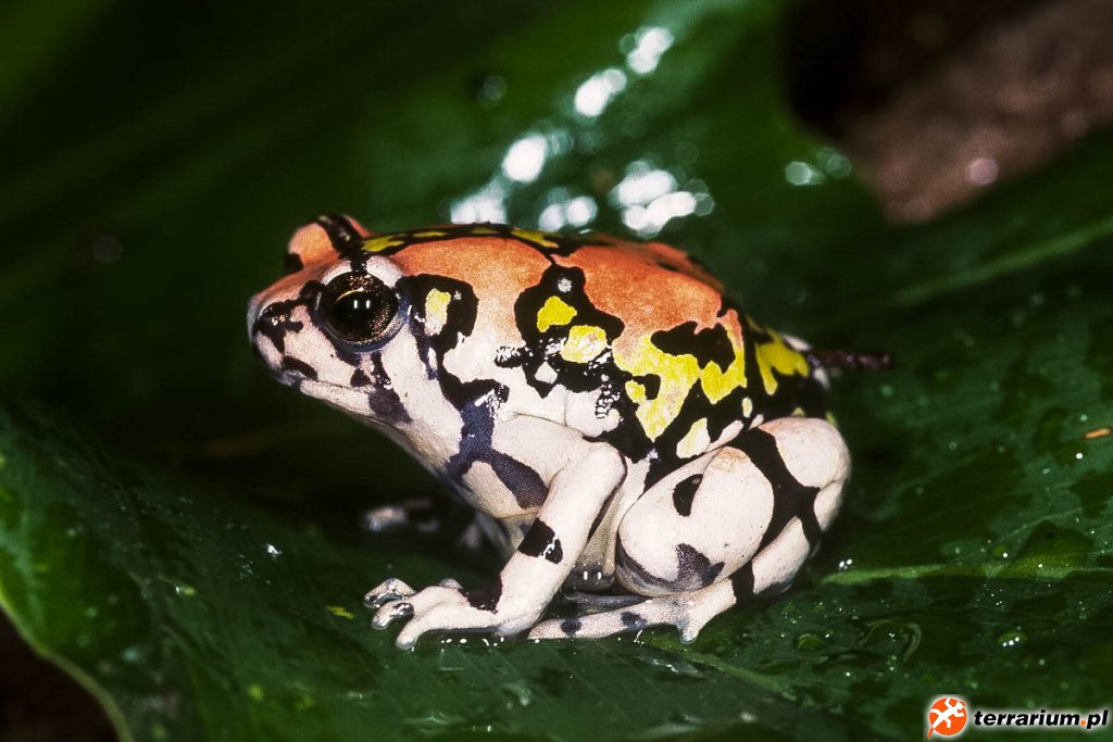 Scaphiophryne gottlebei