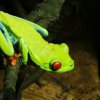 Red Eye Tree Frog