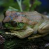 Yellow Spotted Big Eye Tree Frog - female