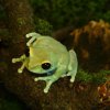 Blue Big Eye Tree Frog
