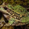 Gastrotheca riobambae