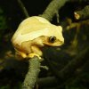 Yellow Spotted Big Eye Tree Frog - female