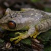 Parker's Big Eye Tree Frog - male