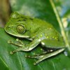 Yellow Spotted Big Eye Tree Frog - male