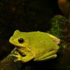 Barking Tree Frog