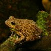 Barking Tree Frog