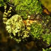 Vietnamese Mossy Frog