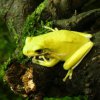 Green Tree Frog
