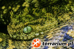 Atheris ceratophorus