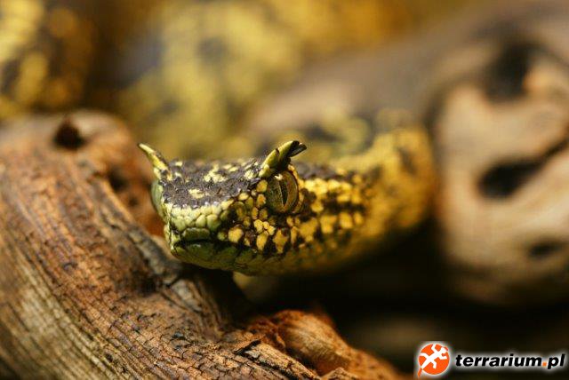 Atheris magdalena female