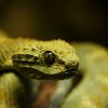 Atheris squamiger female