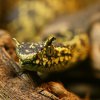 Atheris magdalena female